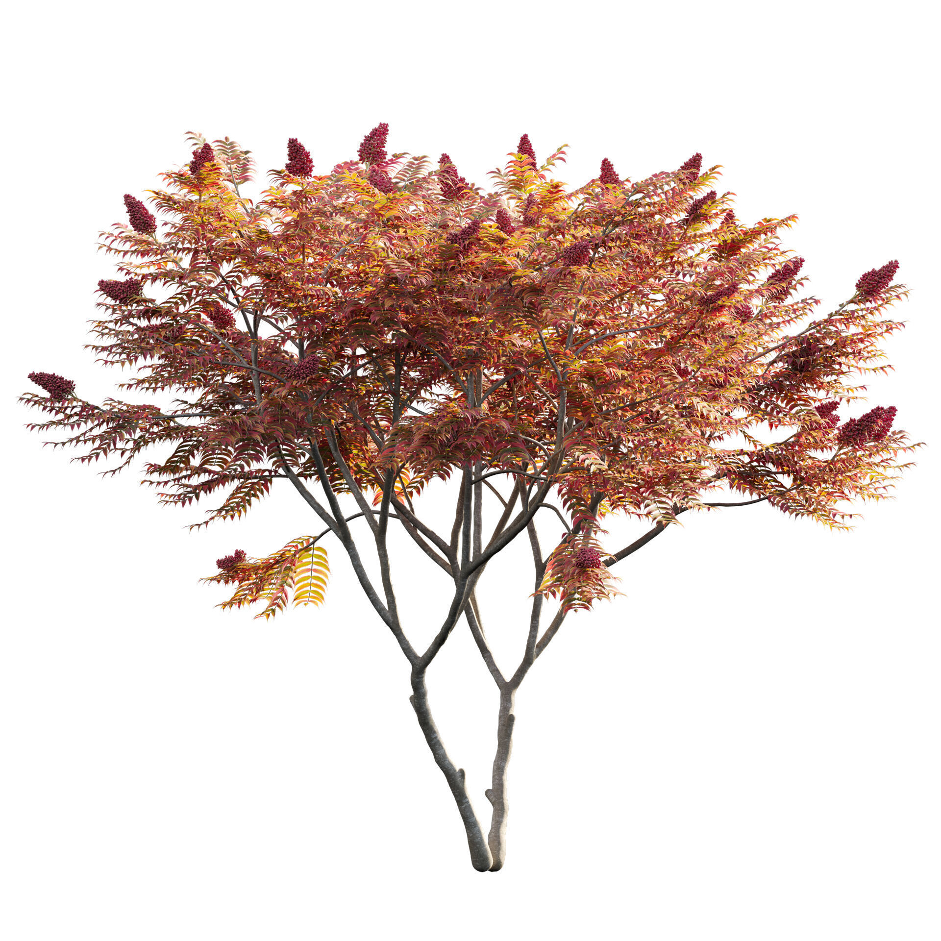 Rhus typhina - Staghorn Sumac 05 3D model_1