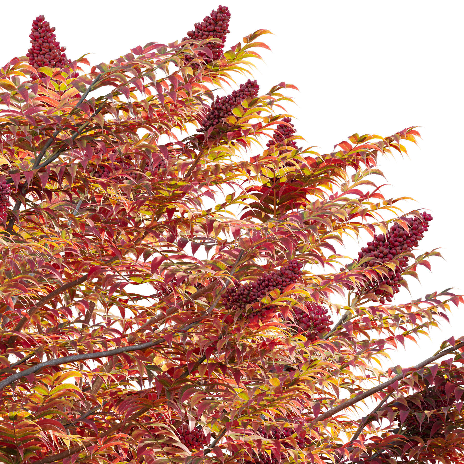 Rhus typhina - Staghorn Sumac 05 3D model_2