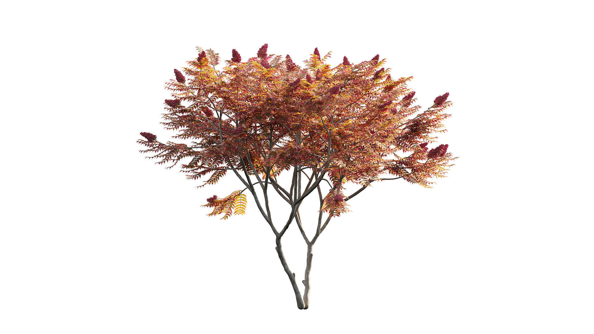 Rhus typhina - Staghorn Sumac 05 3D model_5