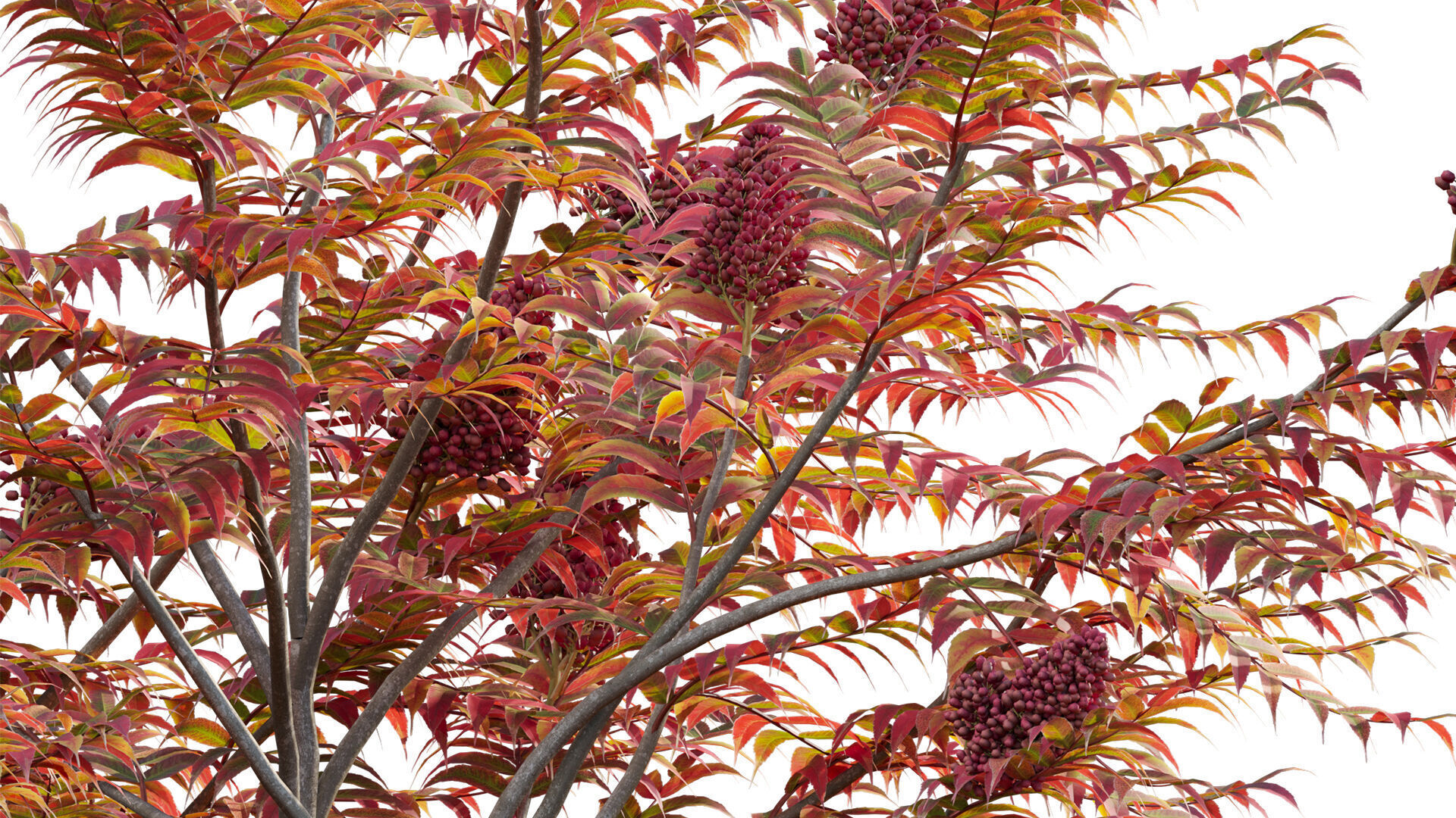 Rhus typhina - Staghorn Sumac 05 3D model_9