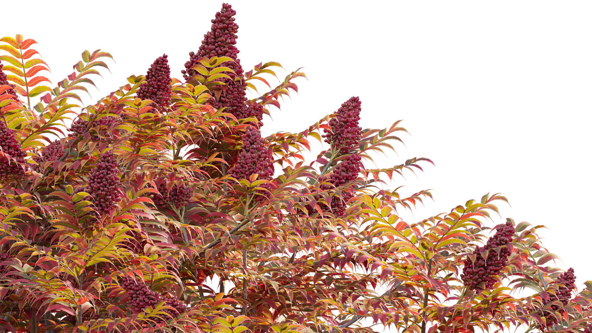 Rhus typhina - Staghorn Sumac 05 3D model_6