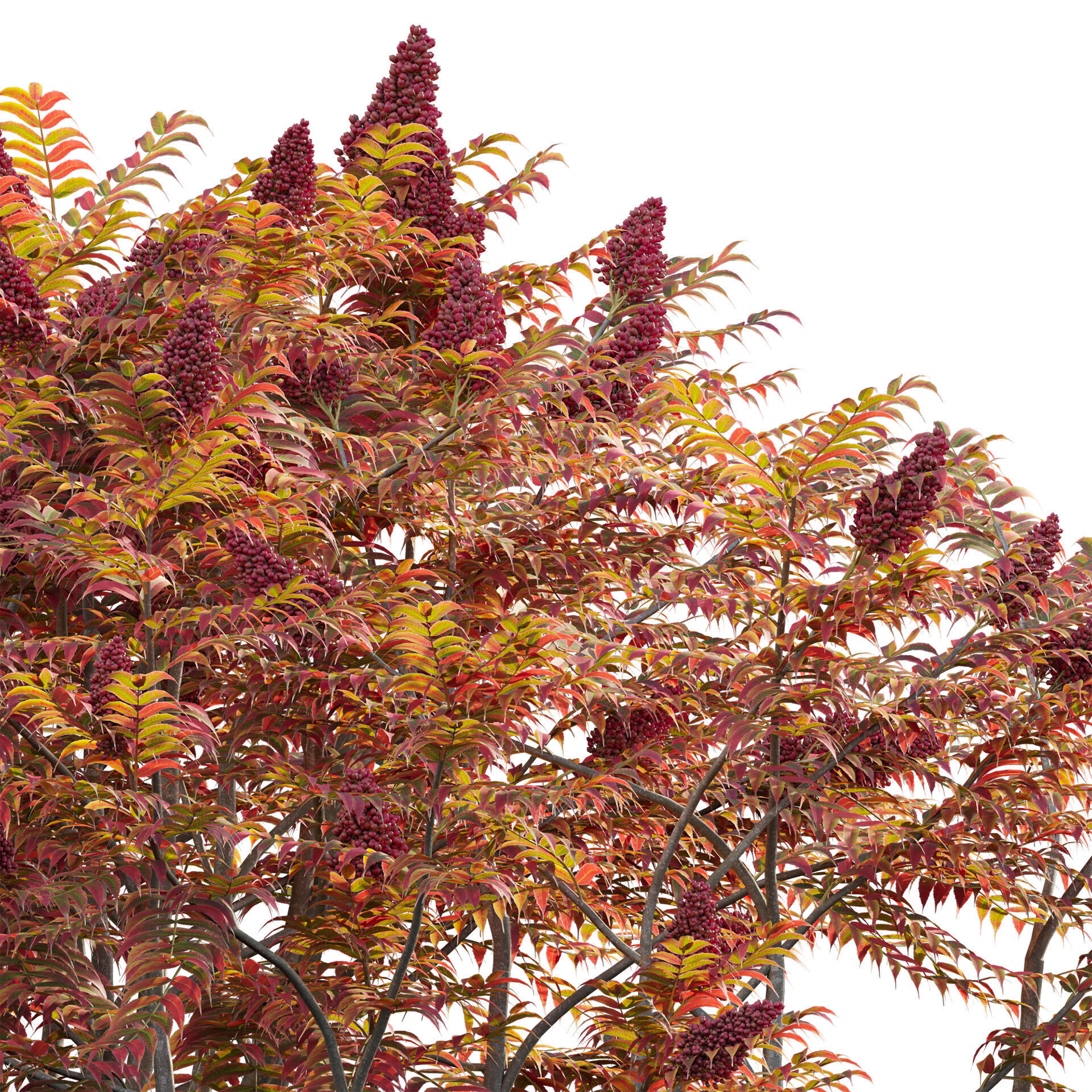 Rhus typhina - Staghorn Sumac 06 3D model_2