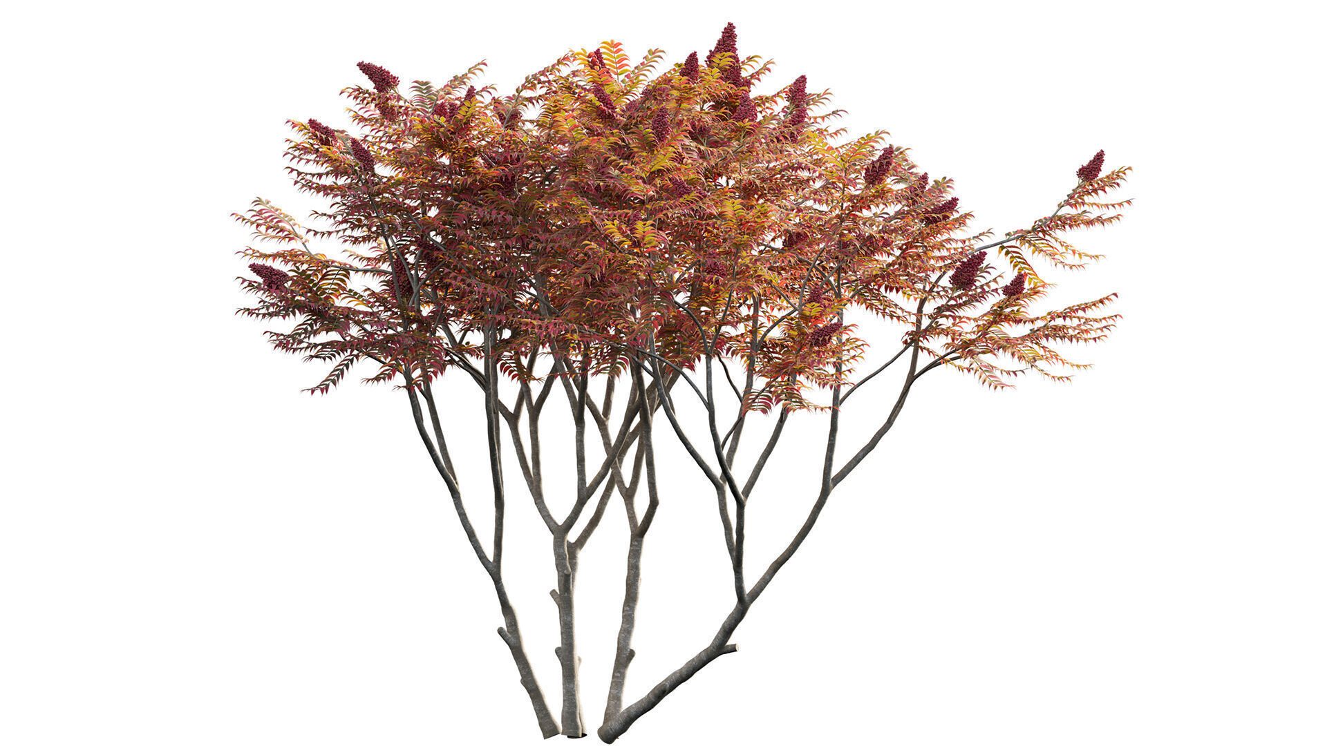 Rhus typhina - Staghorn Sumac 06 3D model_5