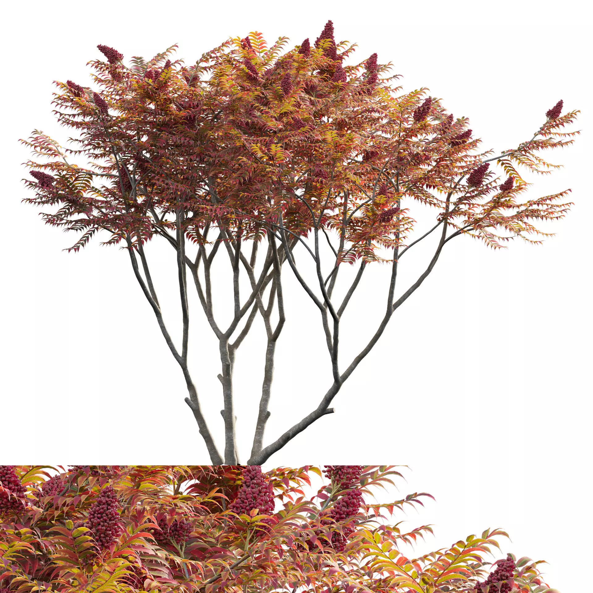 Rhus typhina - Staghorn Sumac 06 3D model_0