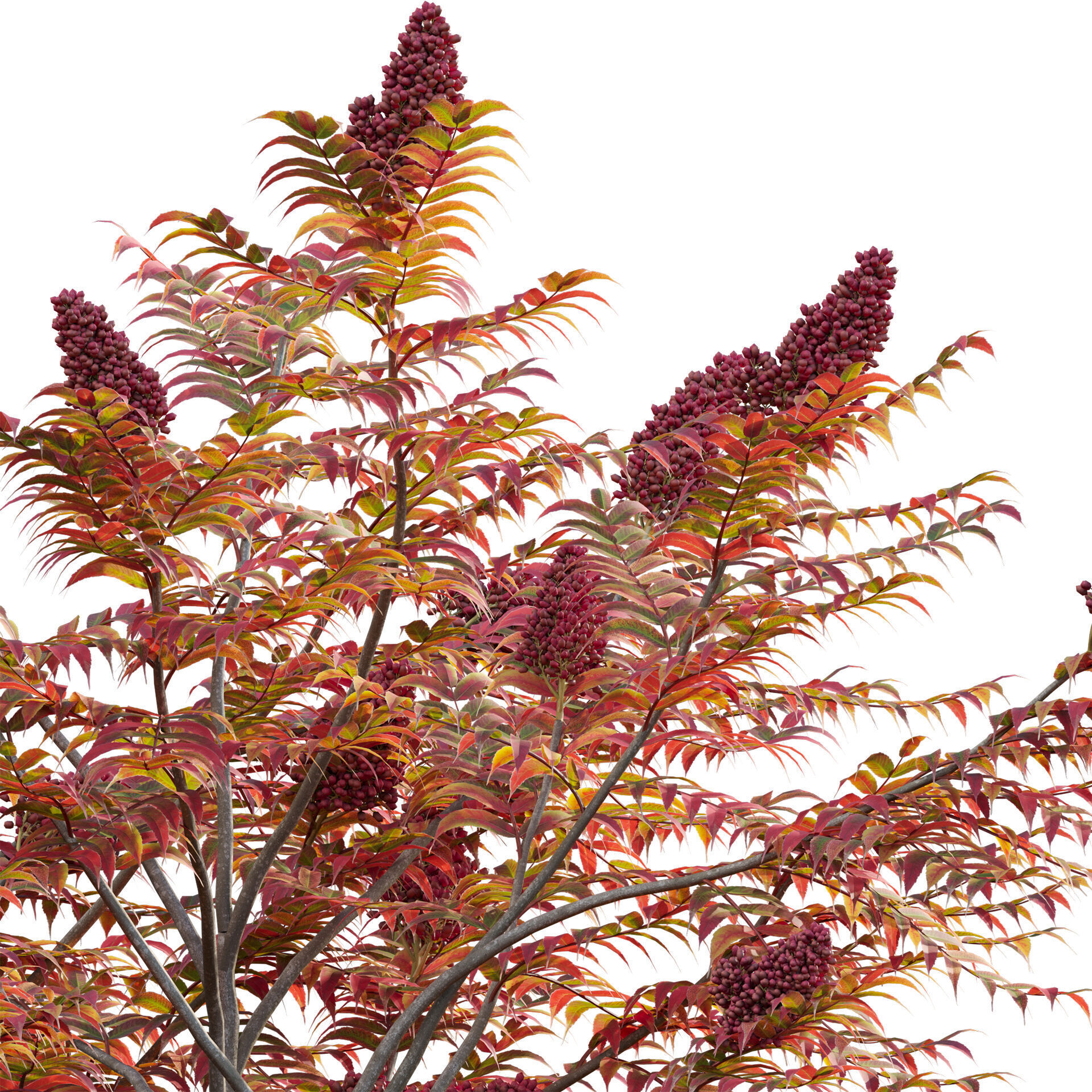 Rhus typhina - Staghorn Sumac 06 3D model_3
