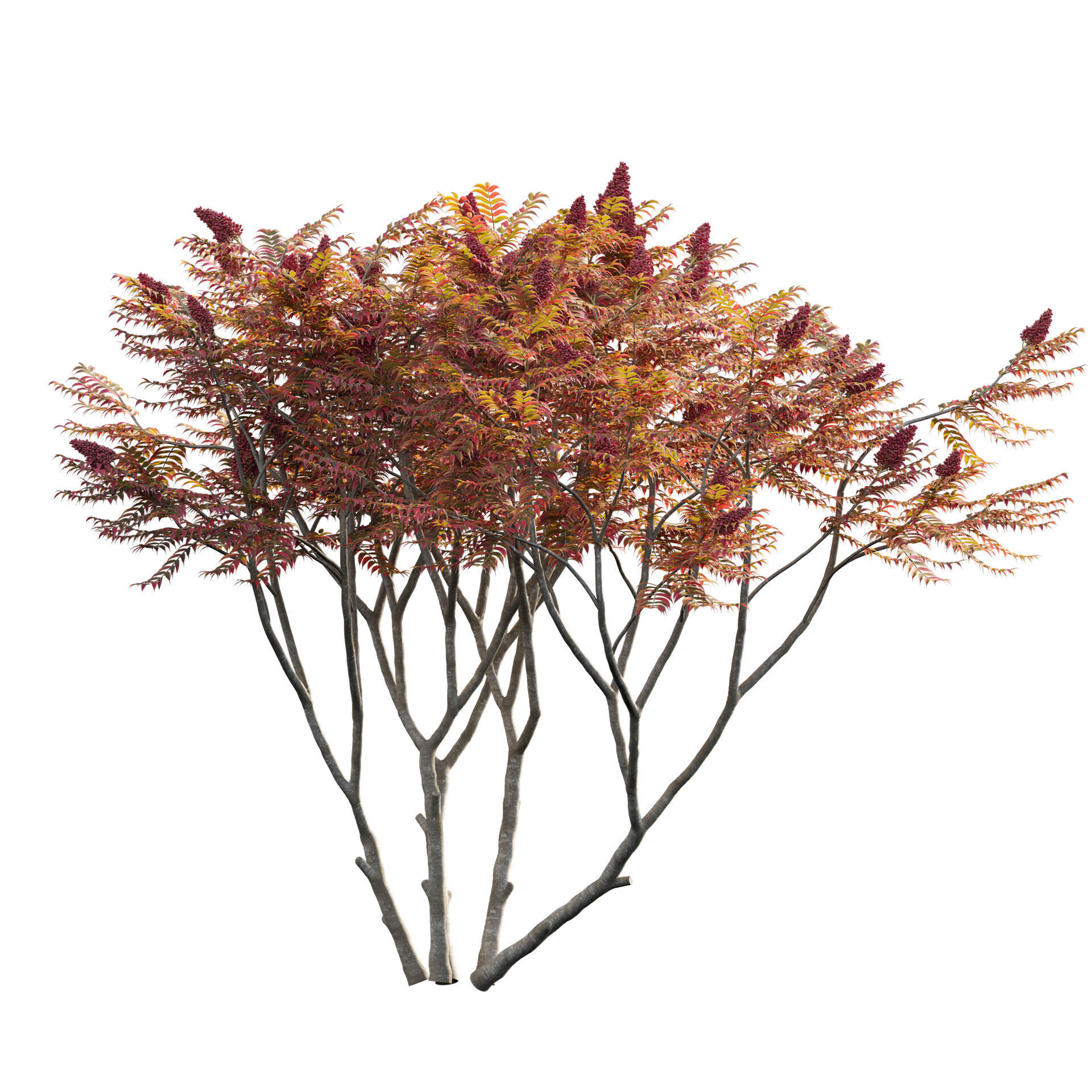 Rhus typhina - Staghorn Sumac 06 3D model_1
