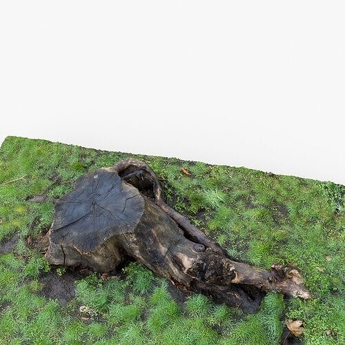 Photorealistic 3D scan of Tree Sawed Stump Low-poly 3D model
