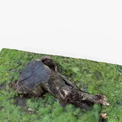 Photorealistic 3D scan of Tree Sawed Stump