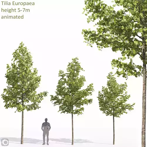 Tilia animated