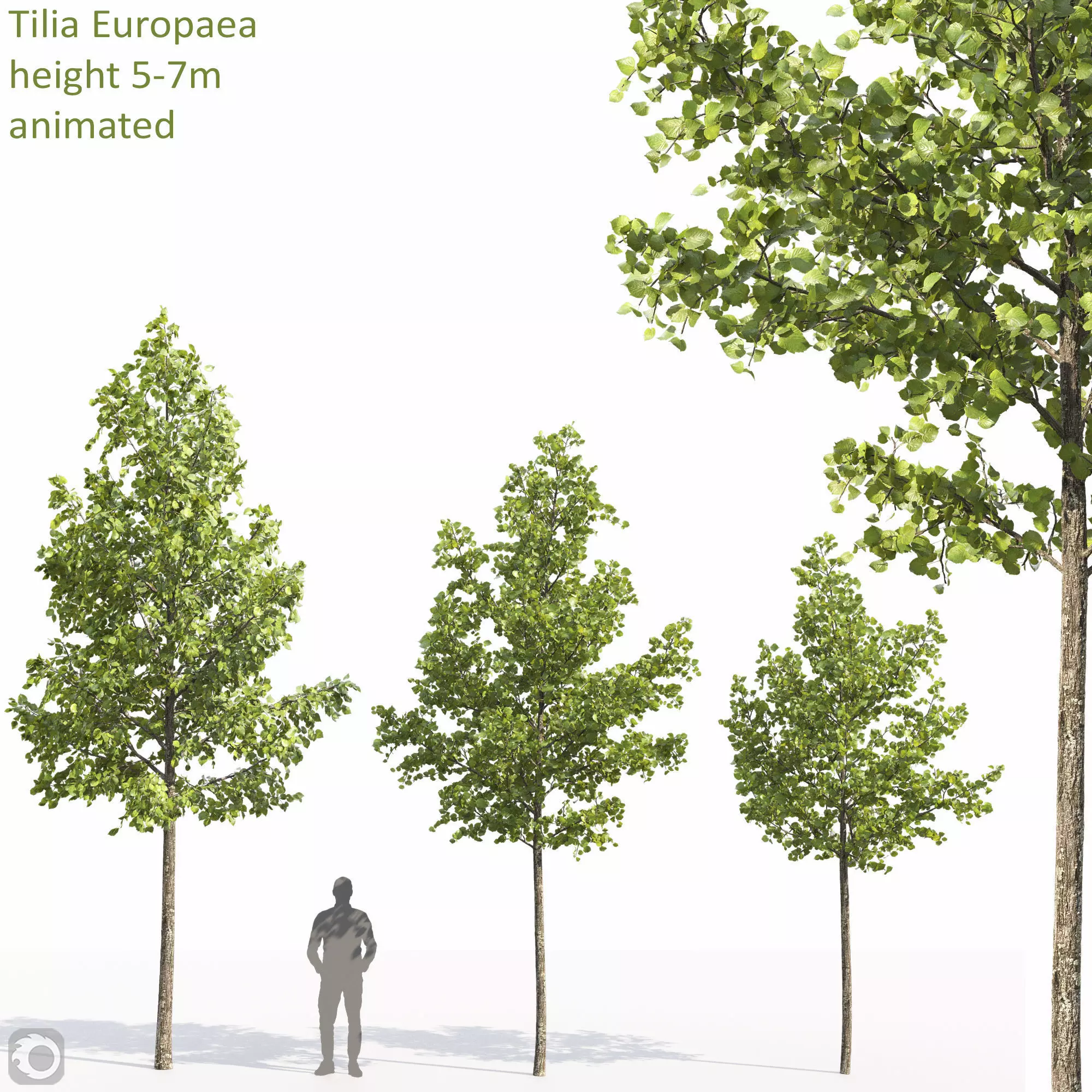 Tilia animated 3D model