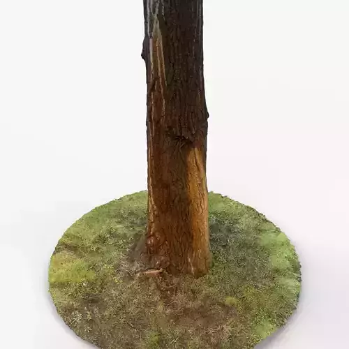 Photorealistic 3D scan of Tree trunk