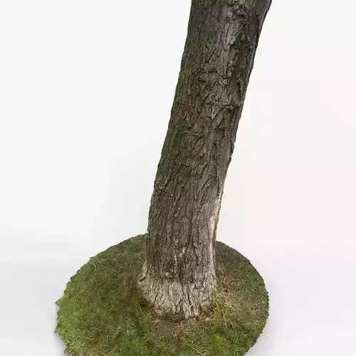 Photorealistic 3D scan of Tree trunk