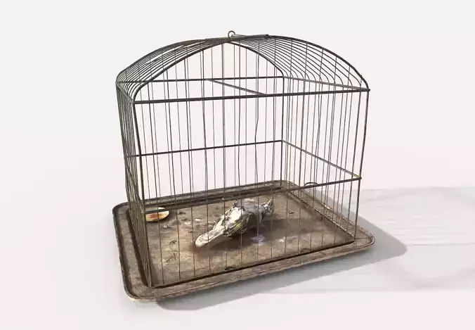 Old Bird Cage and  Bird