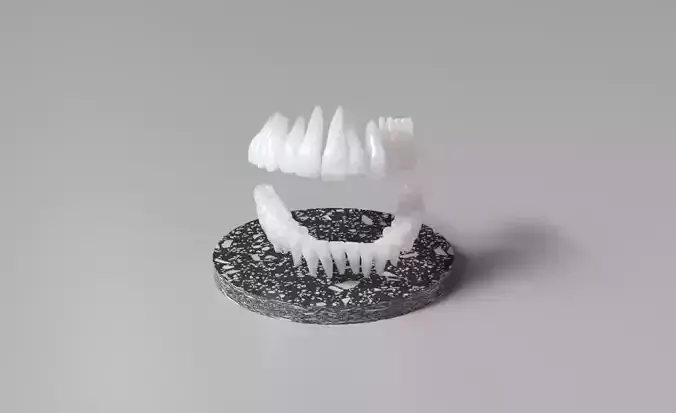 Real Anatomy Tooth Seth 1