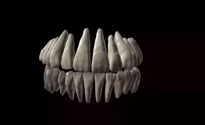 Real Anatomy Tooth Seth 2