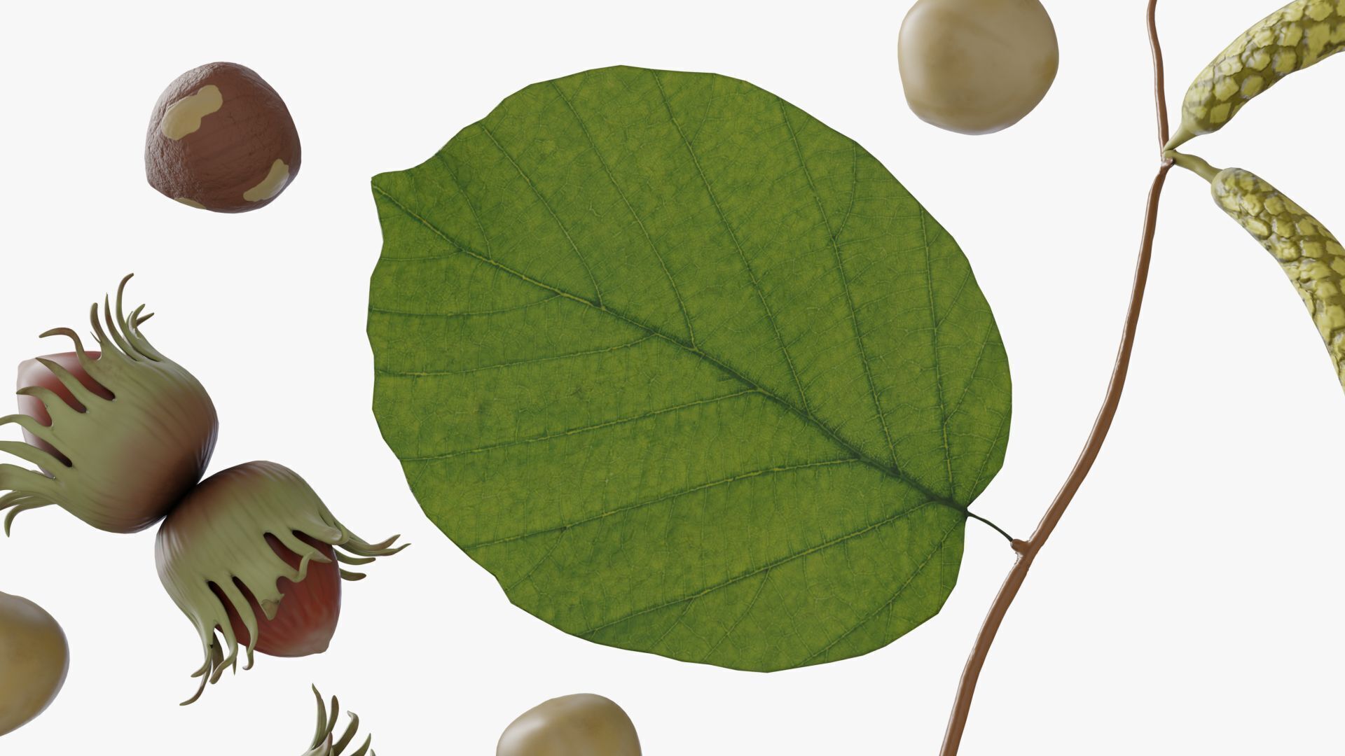 Hazelnuts 3D model_9