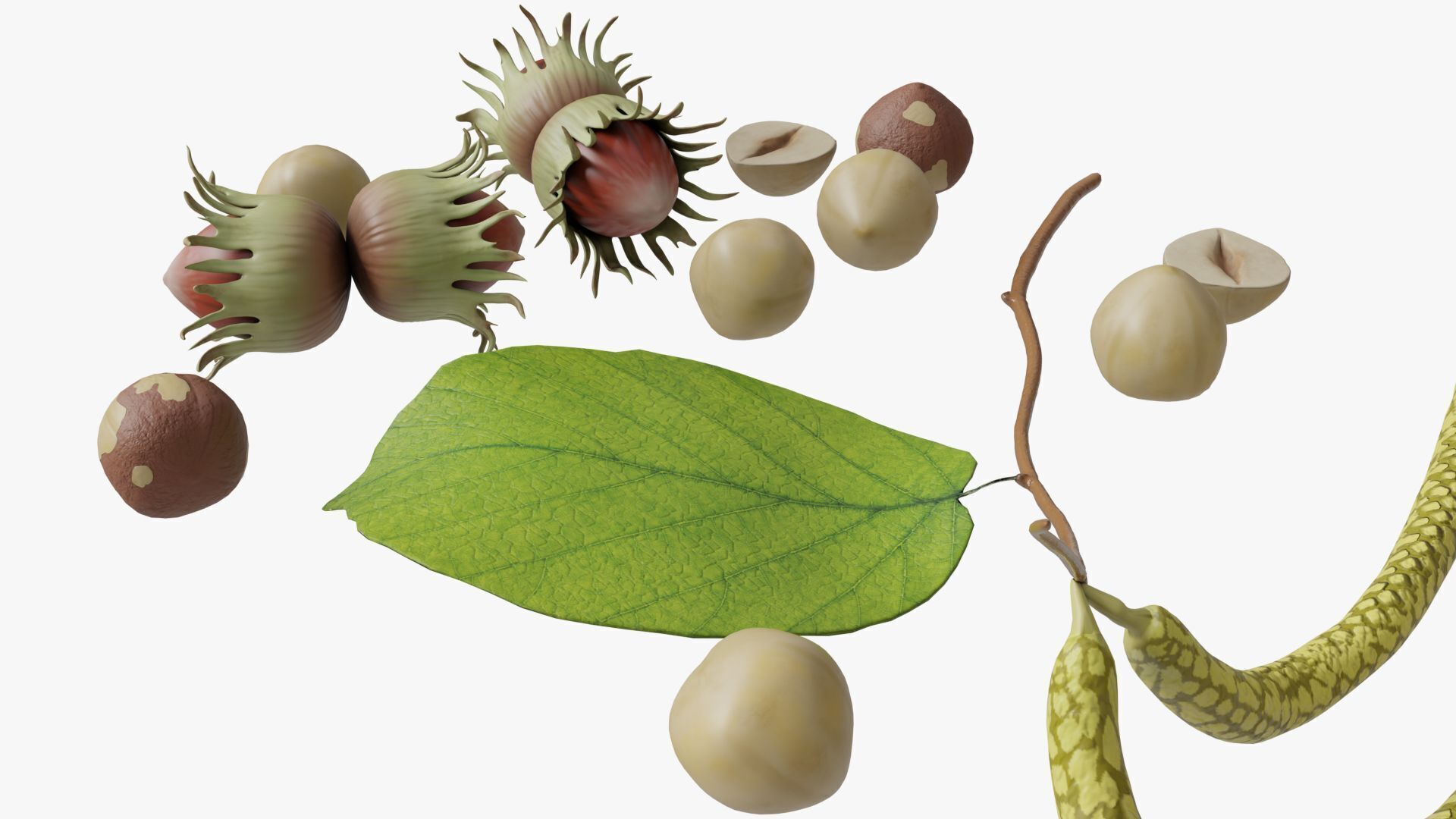 Hazelnuts 3D model_2