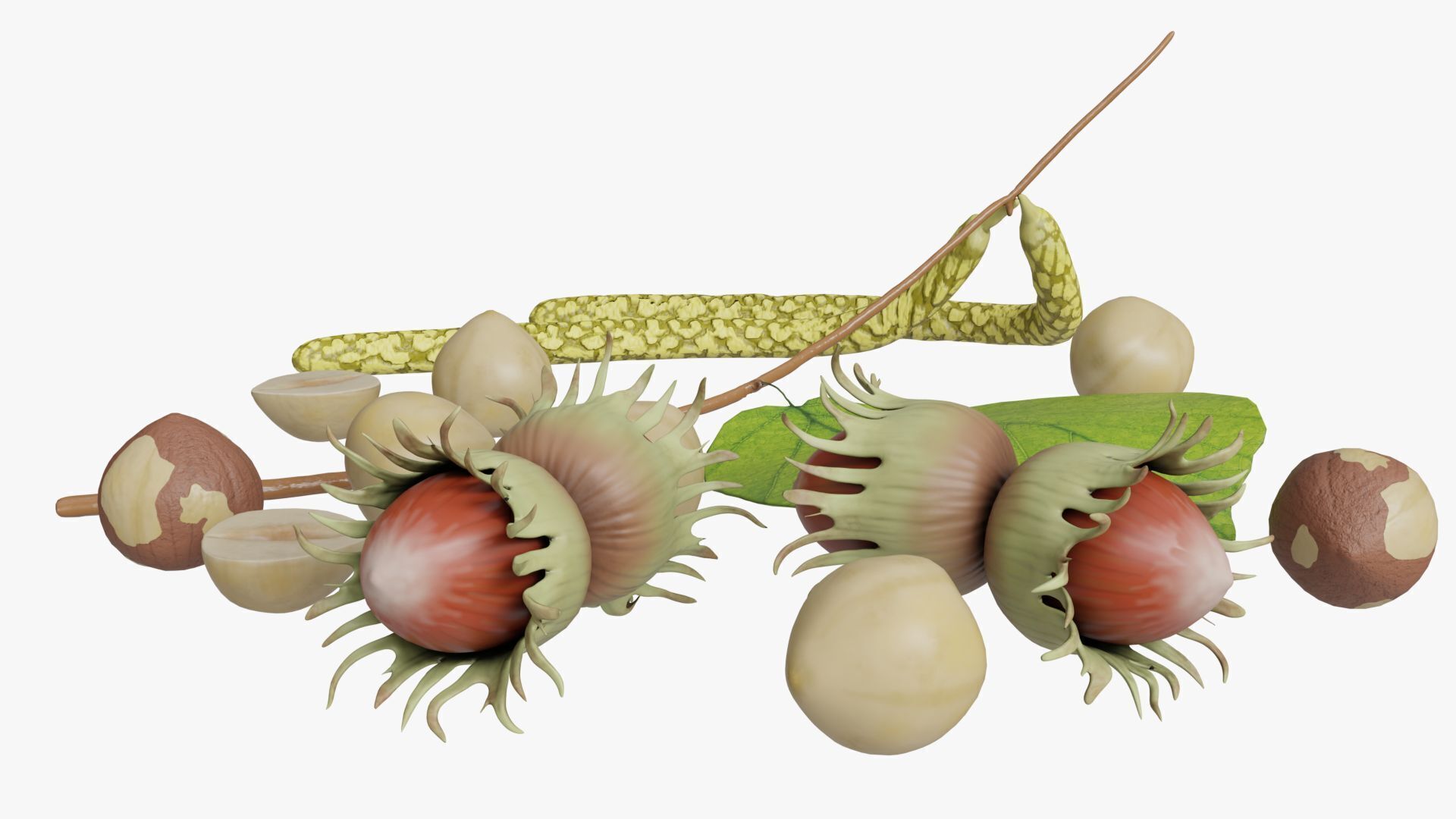 Hazelnuts 3D model_12