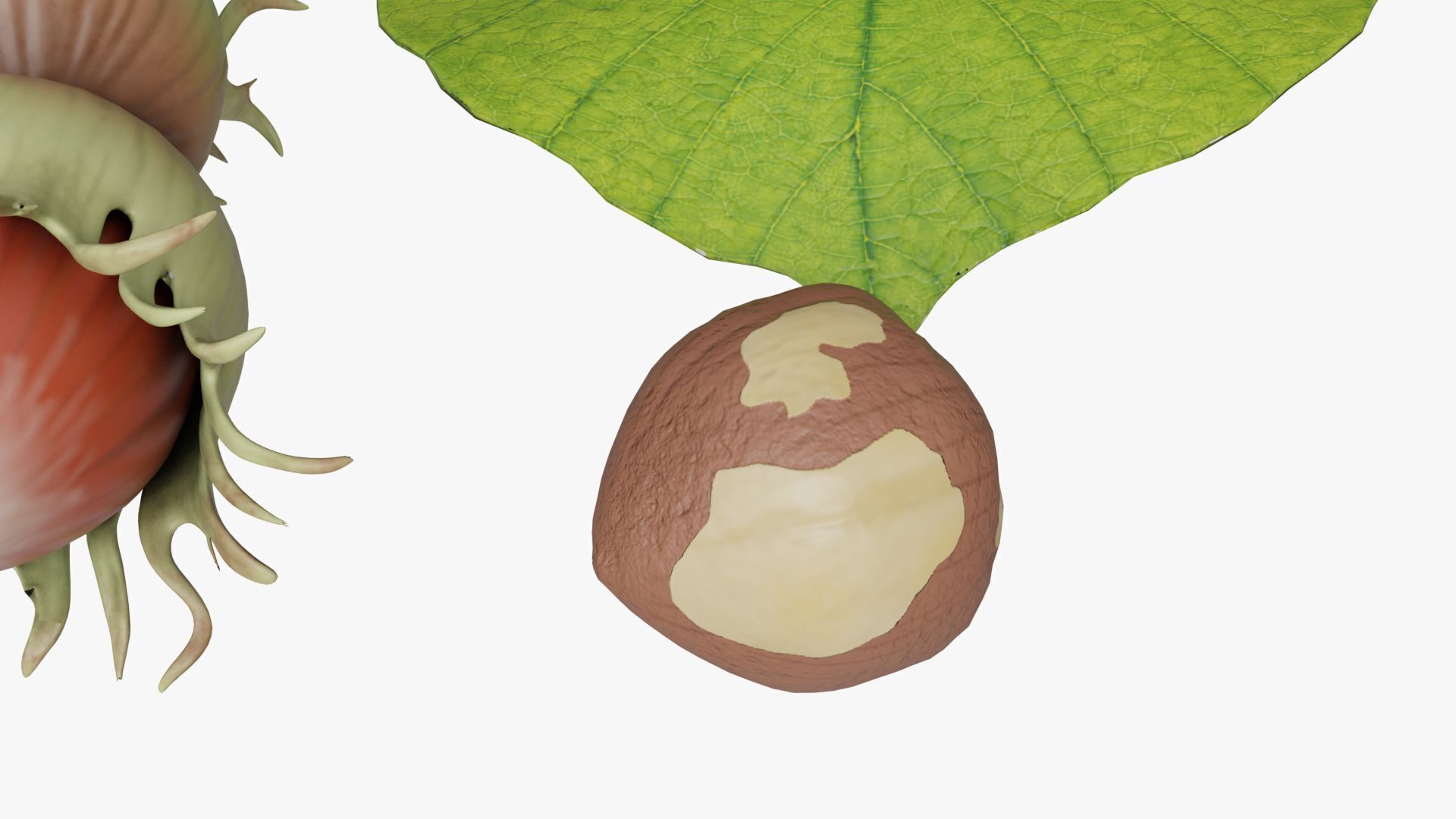 Hazelnuts 3D model_5