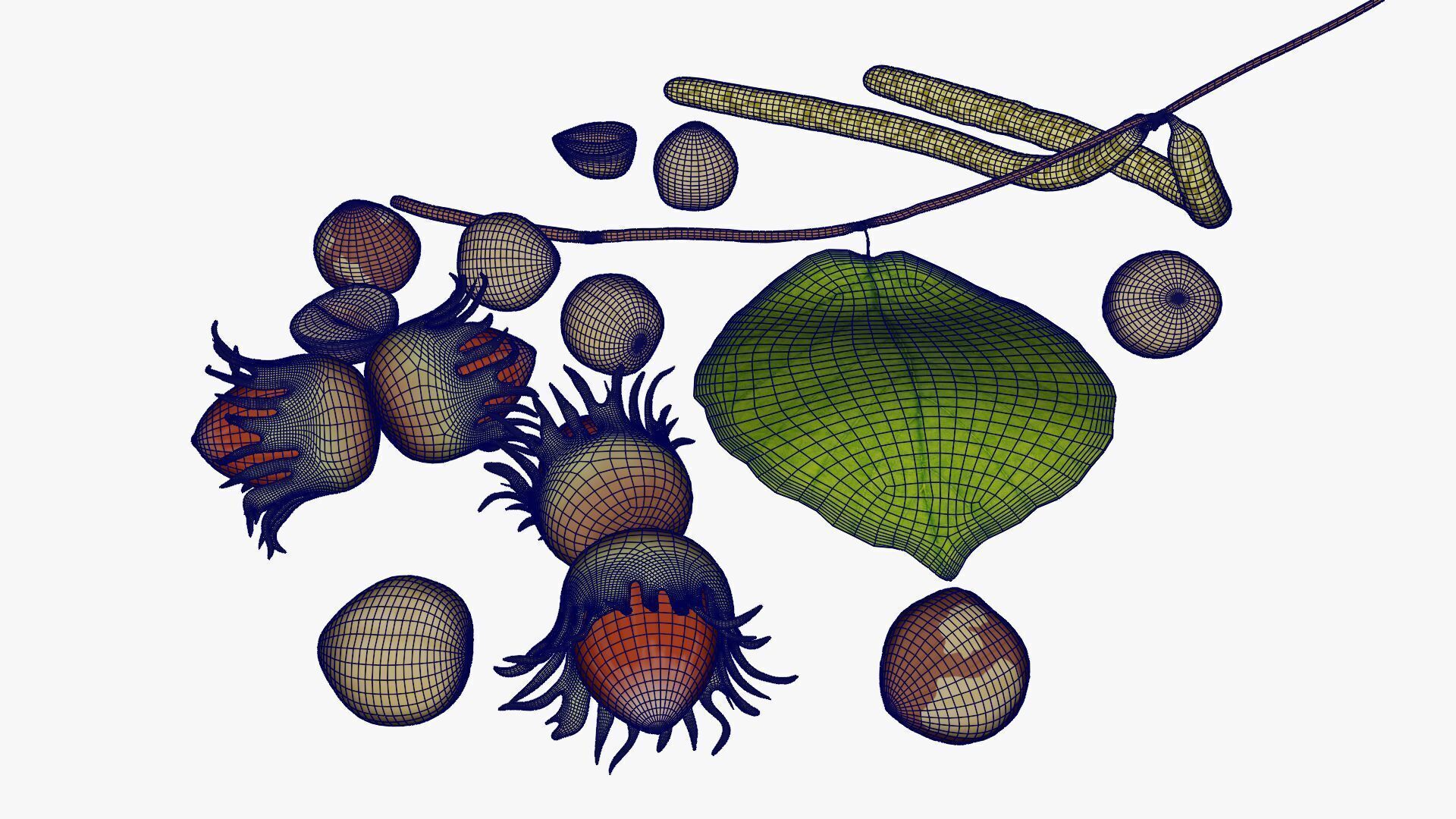 Hazelnuts 3D model_16