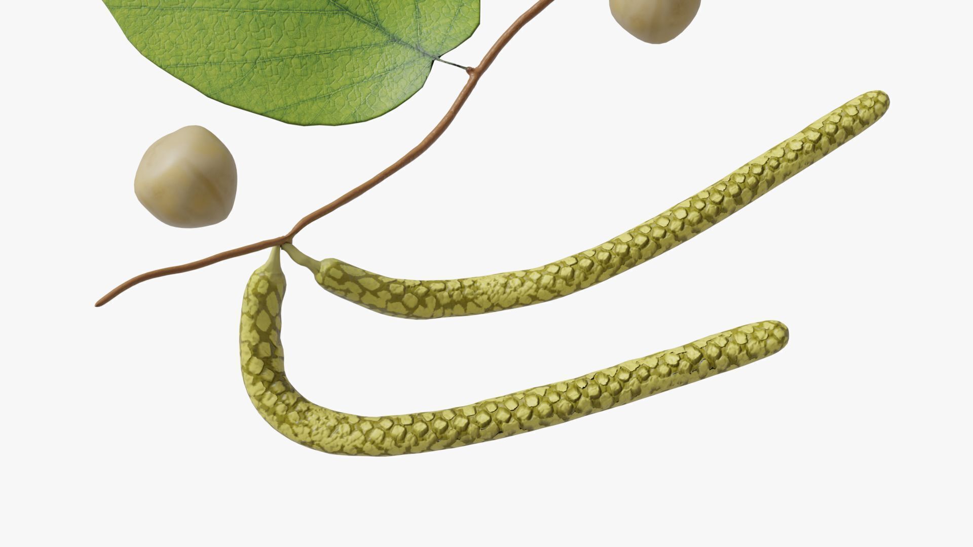 Hazelnuts 3D model_11