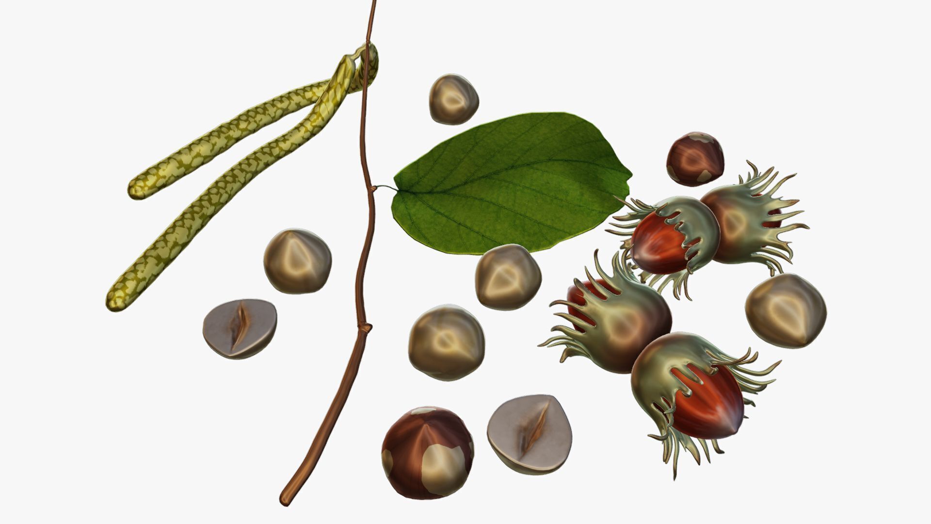 Hazelnuts 3D model_27