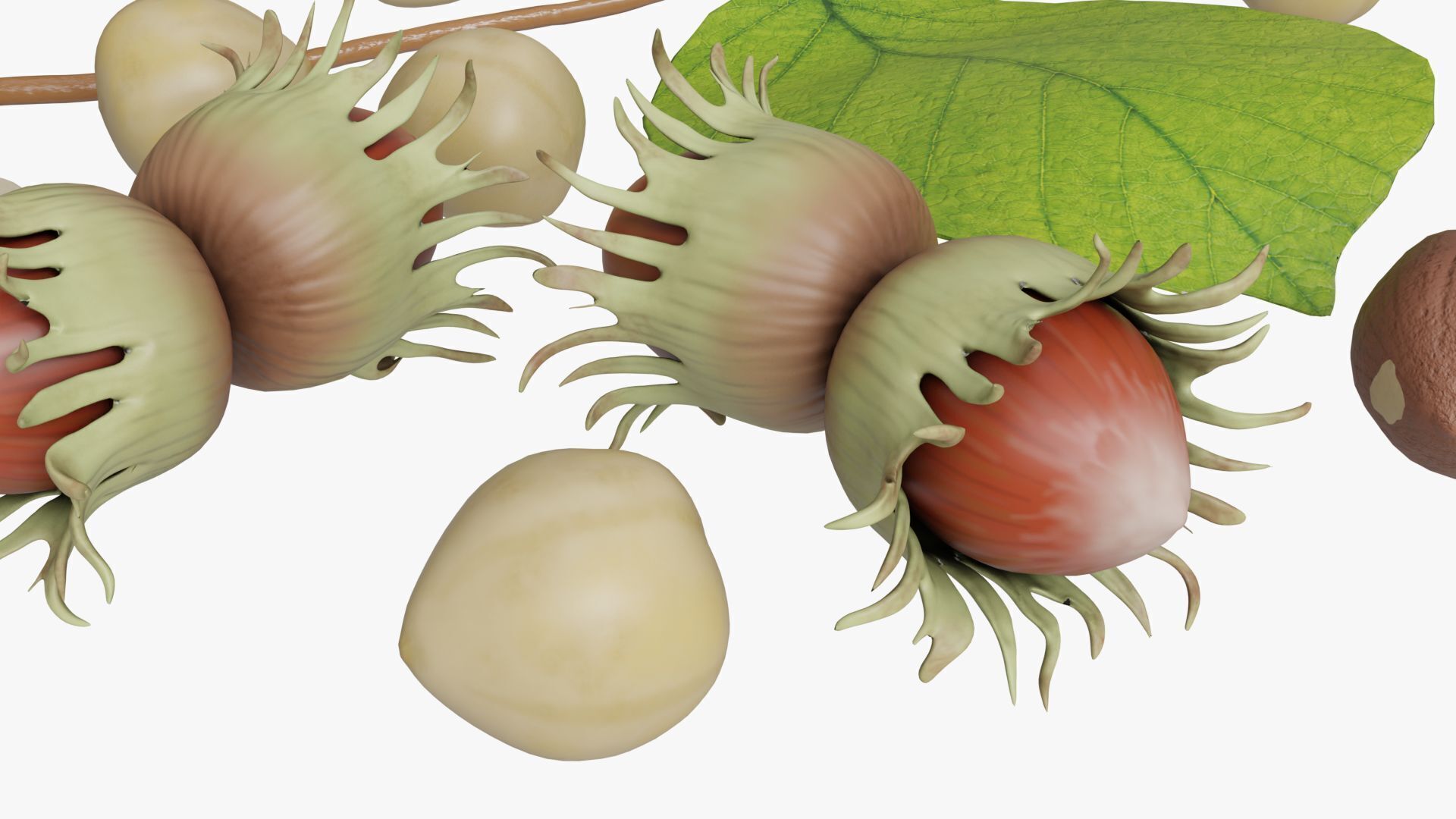 Hazelnuts 3D model_4