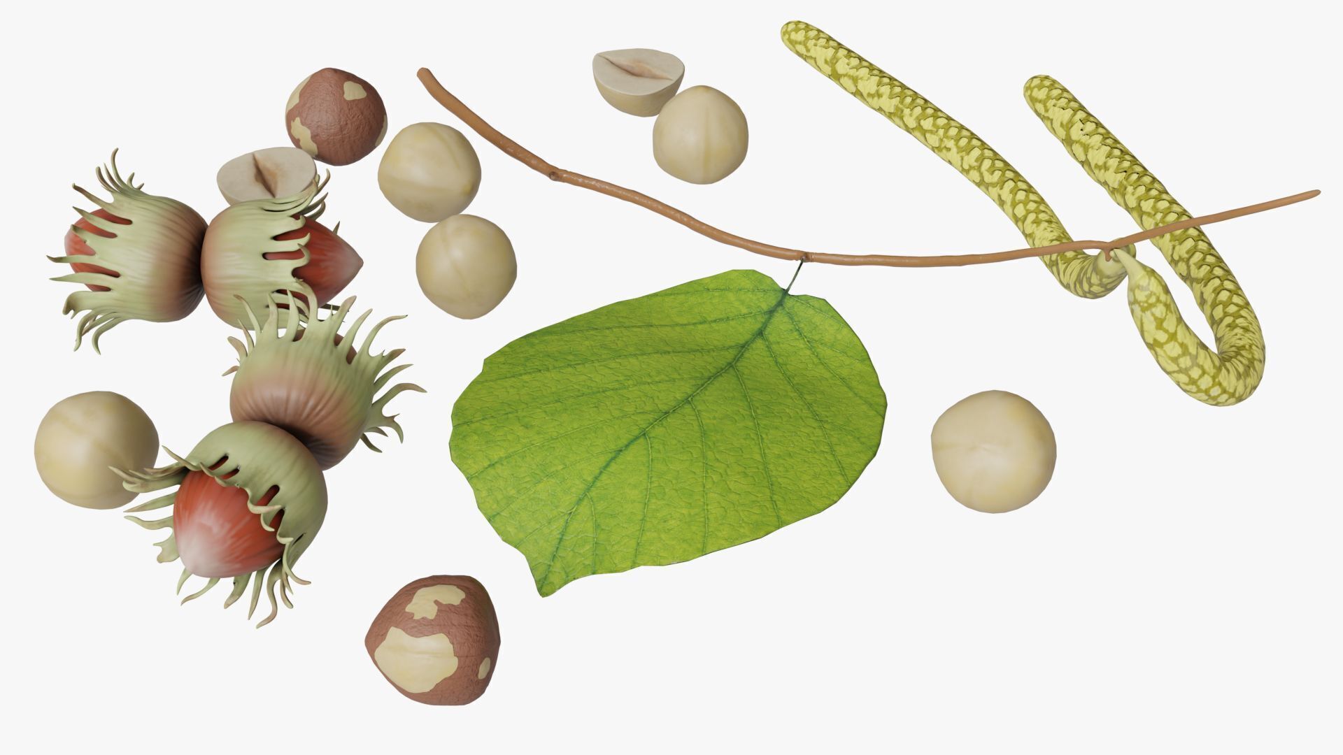 Hazelnuts 3D model_1