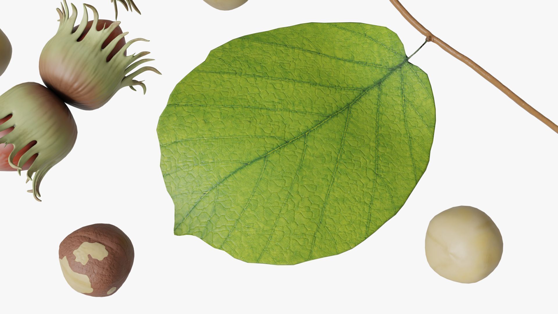 Hazelnuts 3D model_8