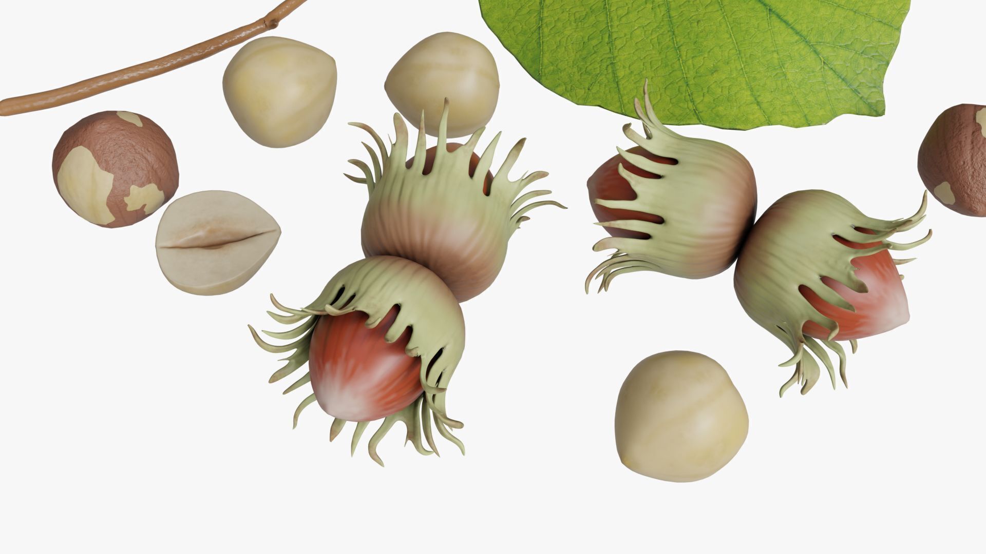 Hazelnuts 3D model_3