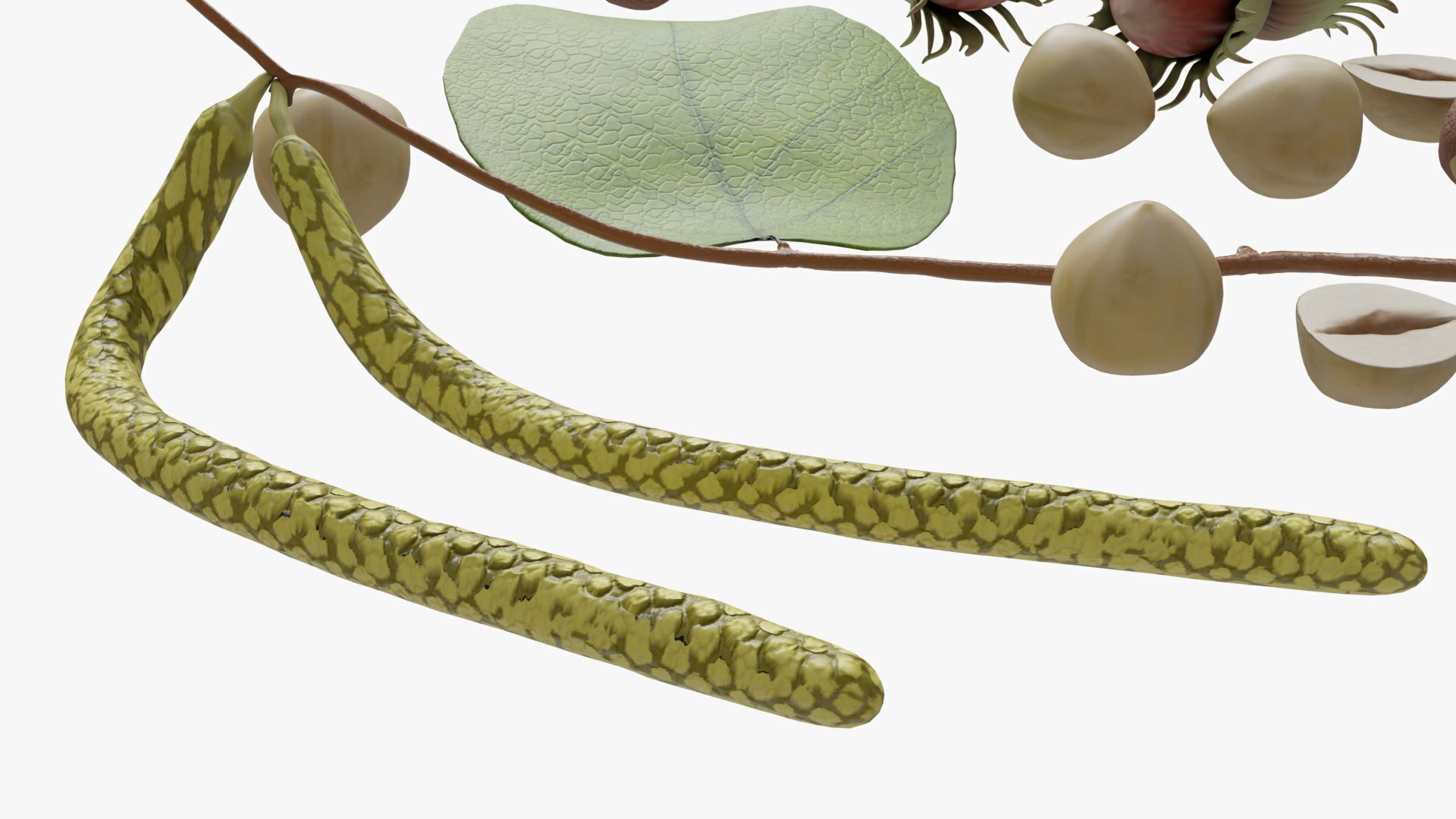 Hazelnuts 3D model_10