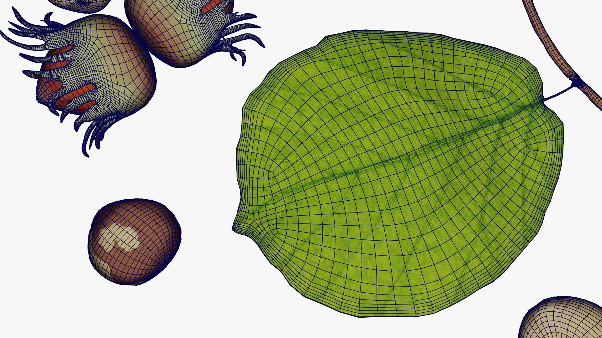 Hazelnuts 3D model_19