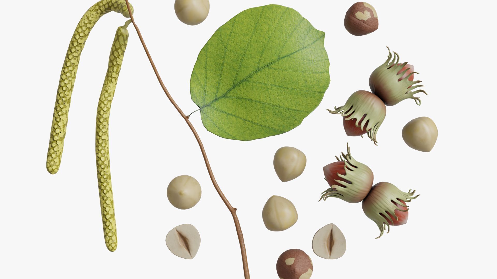 Hazelnuts 3D model_13
