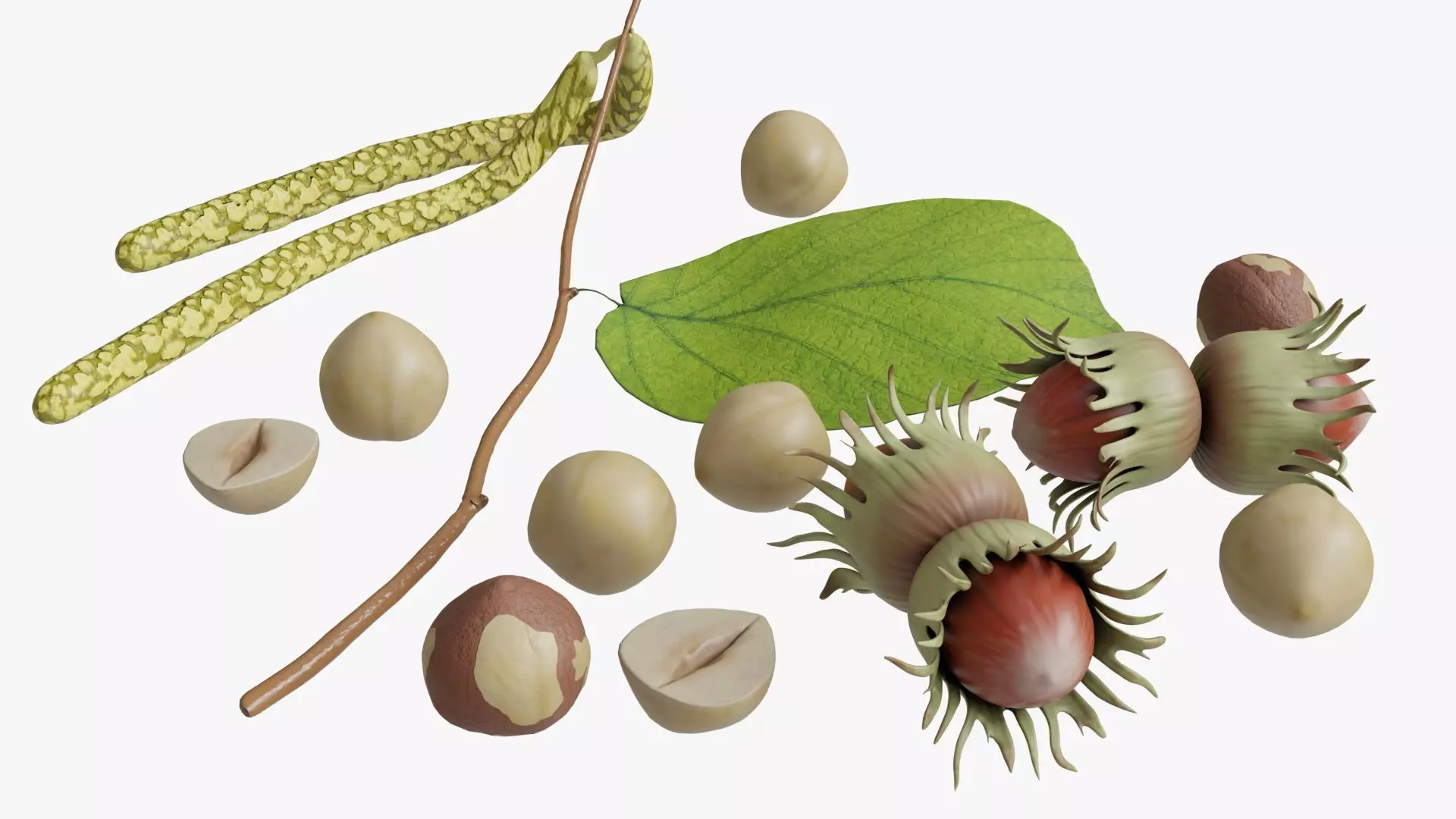 Hazelnuts 3D model_0