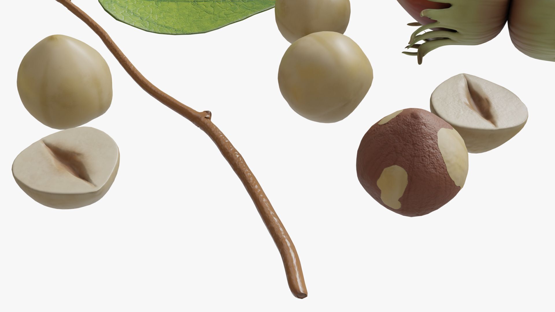 Hazelnuts 3D model_6