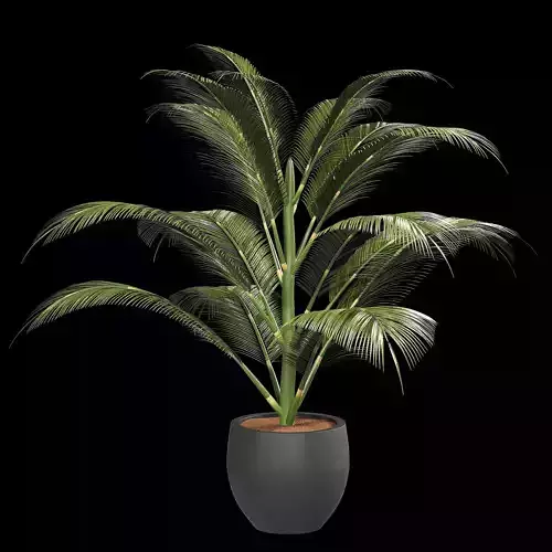 Palm Tree Indoor01