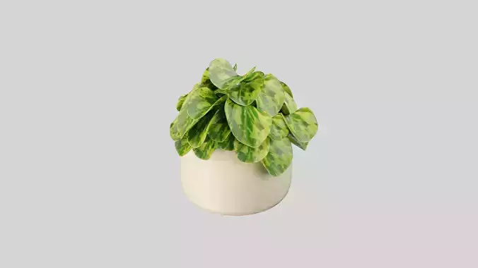 Peperomia Plant