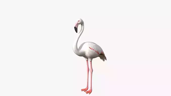 White Flamingo Low-poly 3D model