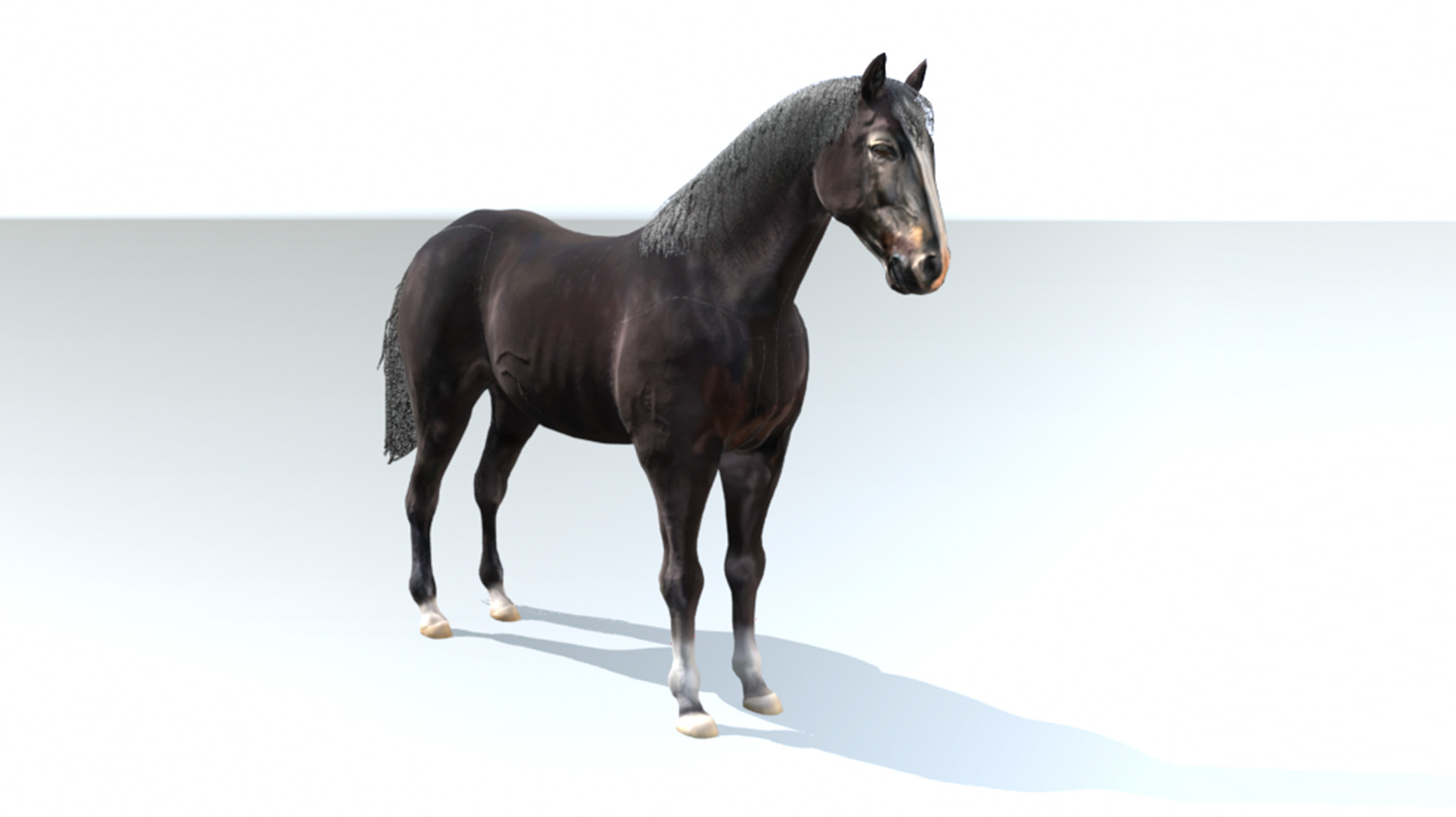 Black Stallion Realistic Running Animation Low-poly 3D model_21