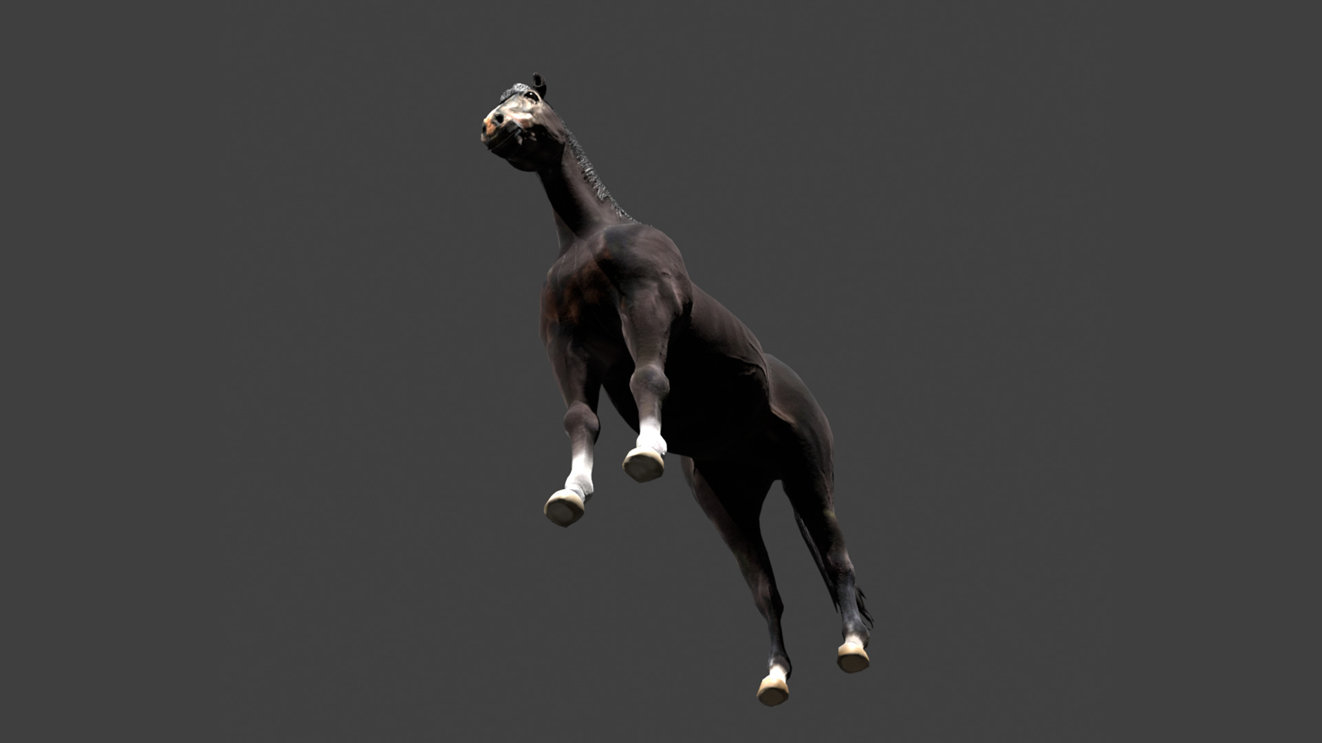 Black Stallion Realistic Running Animation Low-poly 3D model_17