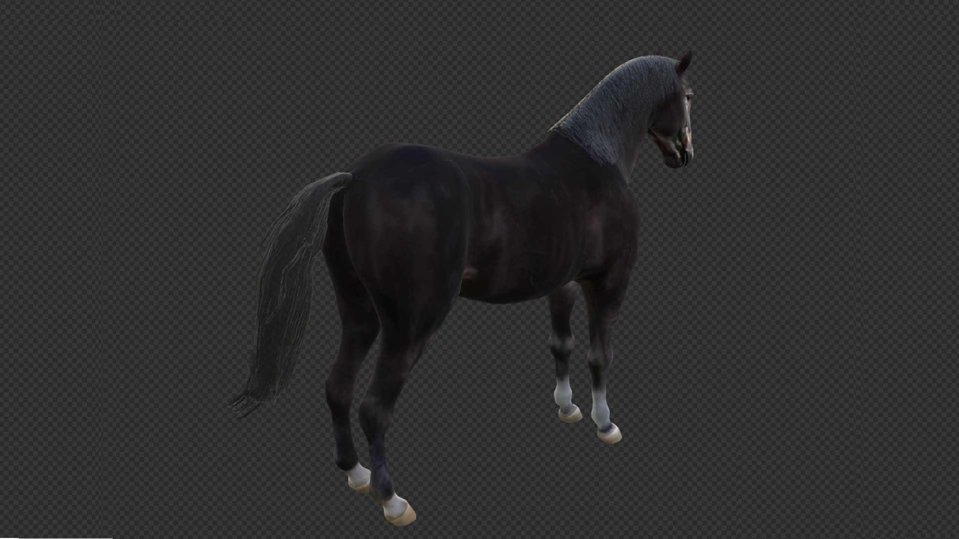 Black Stallion Realistic Running Animation Low-poly 3D model_11