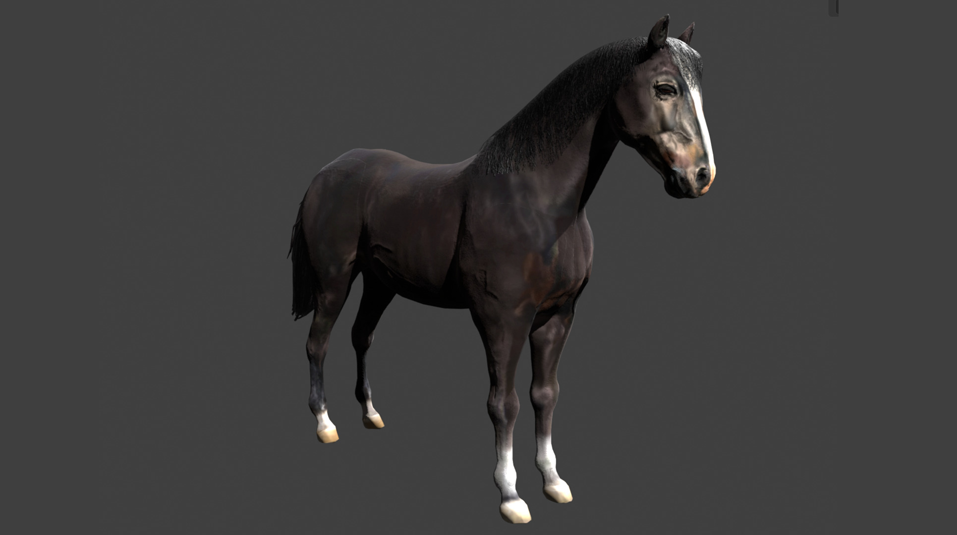 Black Stallion Realistic Running Animation Low-poly 3D model_12