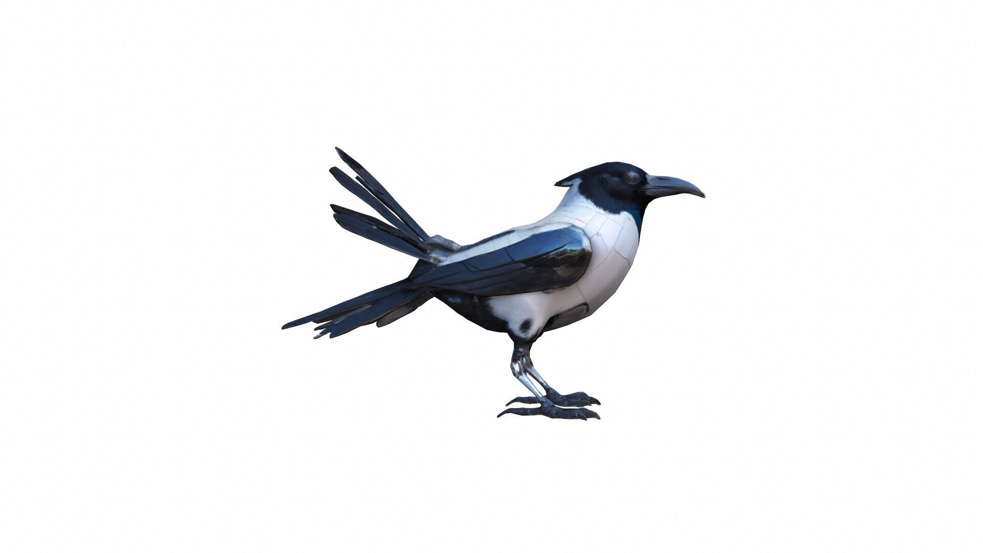 High 3d Render Australian Magpie Black And White 3D model_2