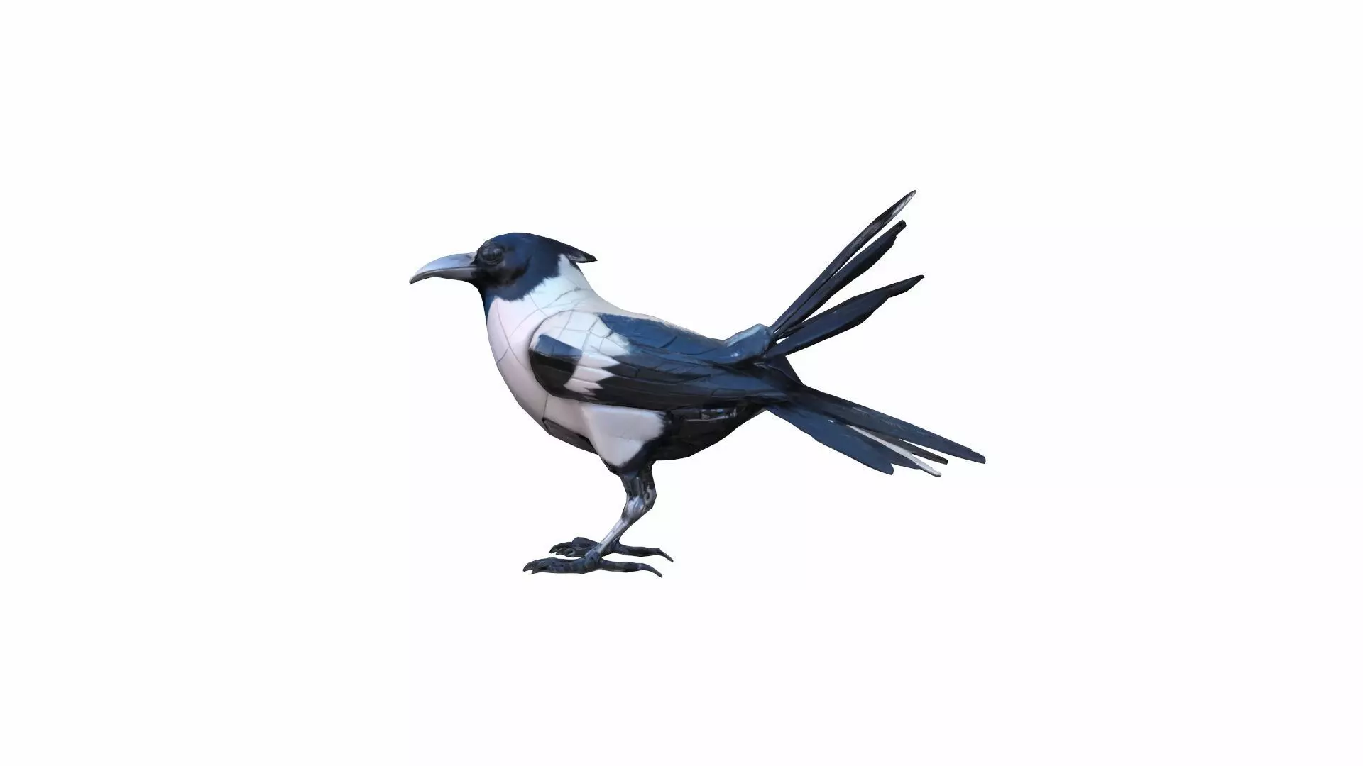 High 3d Render Australian Magpie Black And White 3D model_0