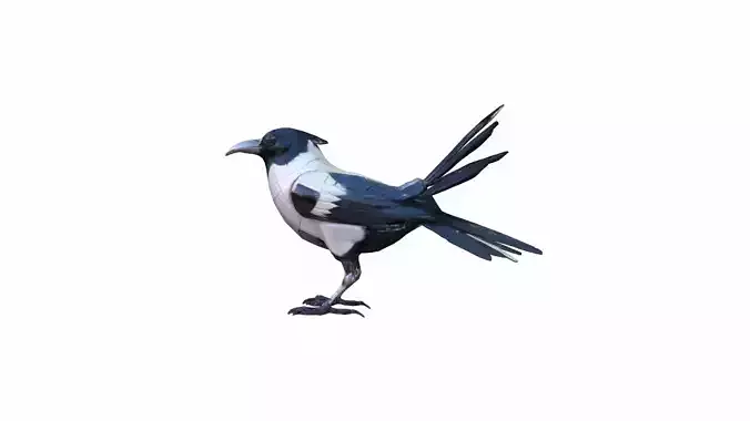 High 3d Render Australian Magpie Black And White 