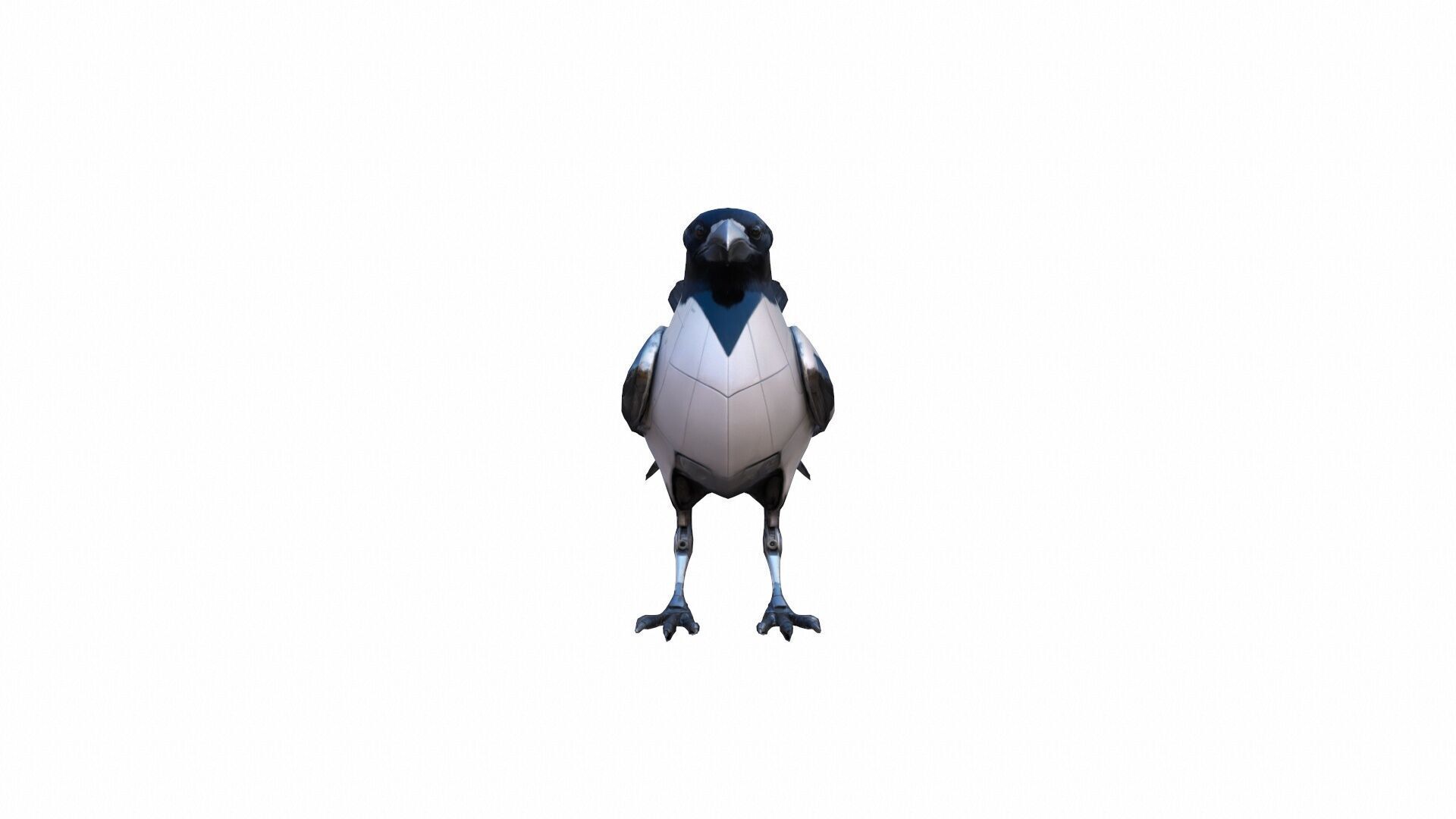 High 3d Render Australian Magpie Black And White 3D model_3
