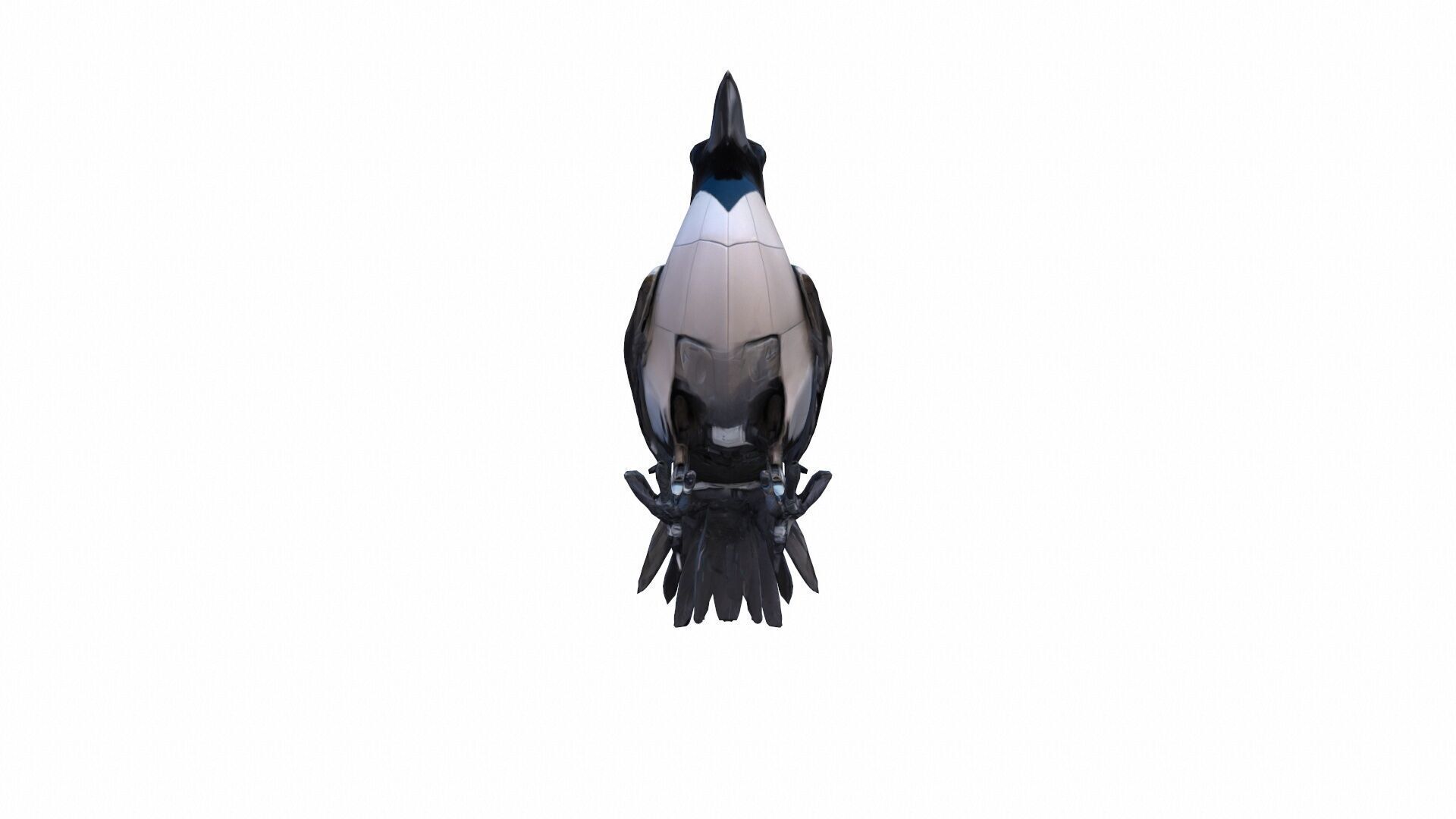 High 3d Render Australian Magpie Black And White 3D model_7