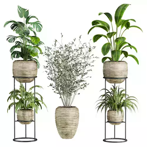 Plants Set 3D model