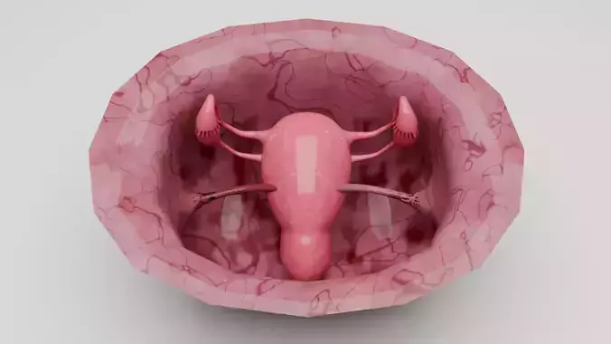 Realistic Uterus and Ovaries 3D Model 3D model