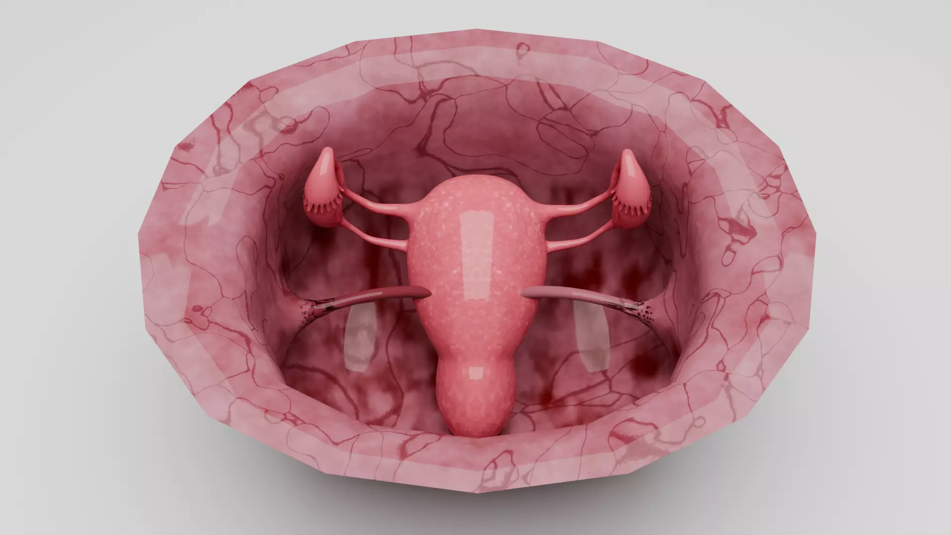 Realistic Uterus and Ovaries 3D Model 3D model_0